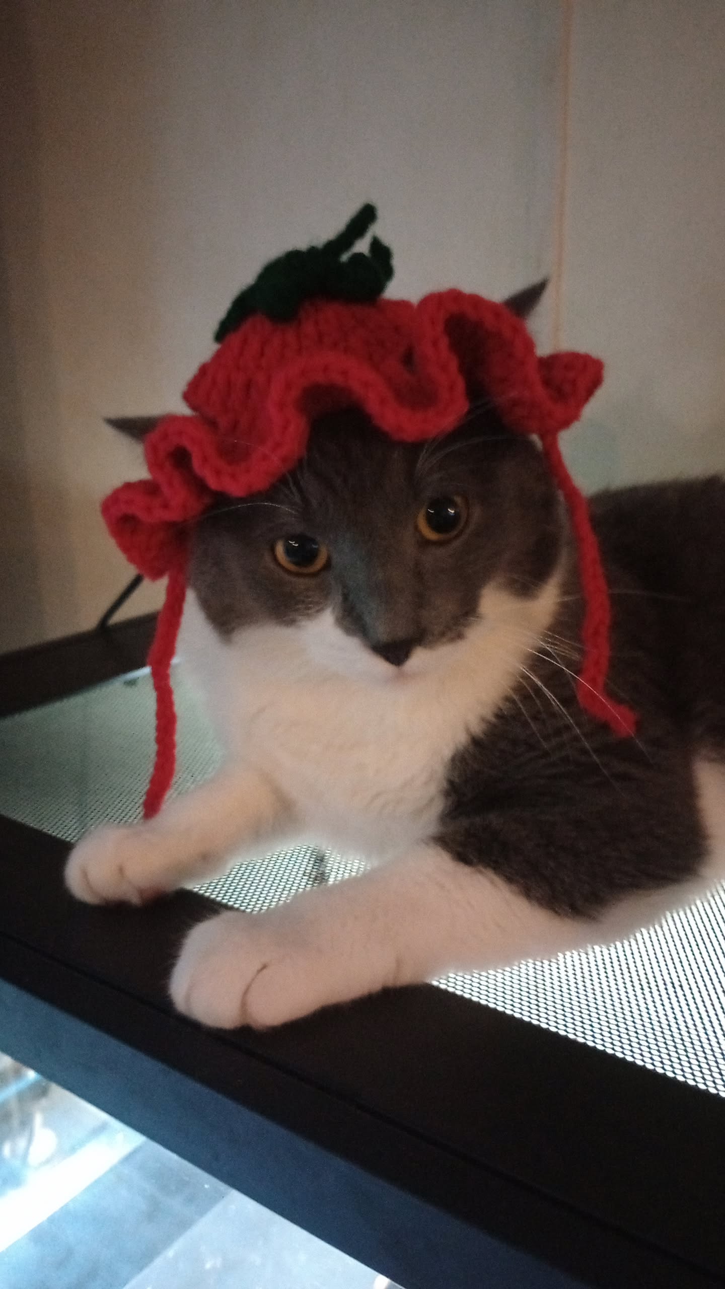 Small Pet Hat
