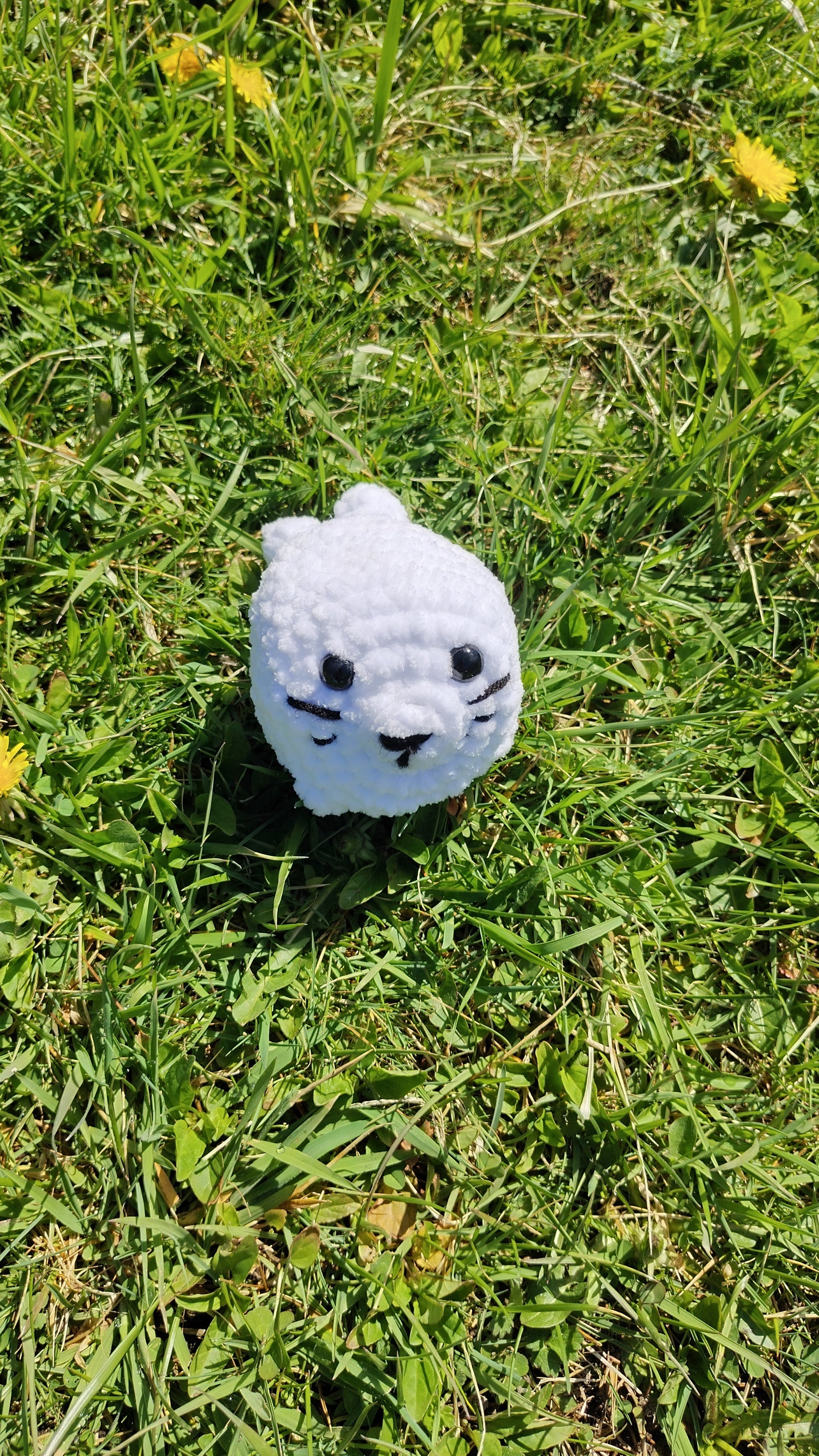Small Seal